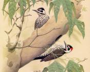 Strickland Woodpecker - 威廉·齐默曼